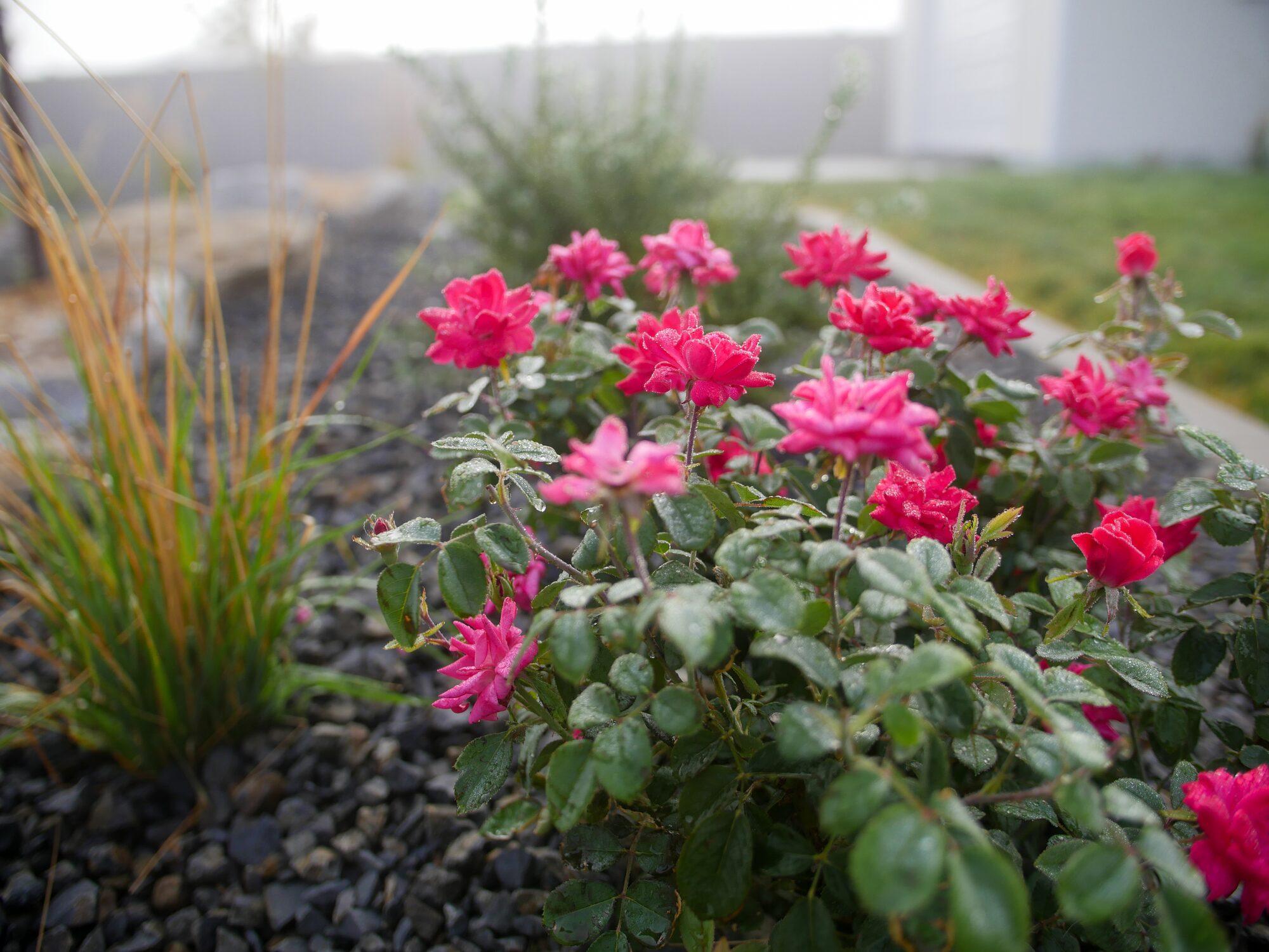 Plants and flowers