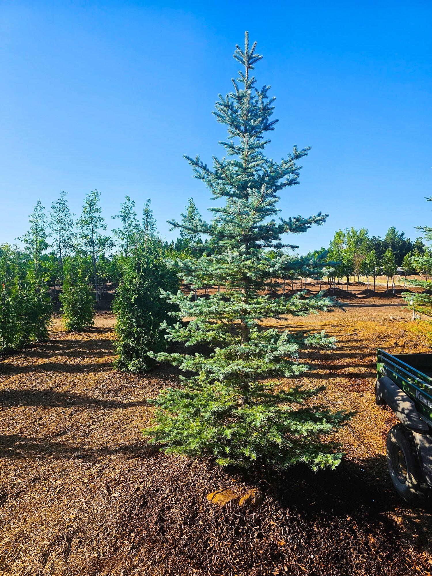 Freshly planted tree in a commercial landscape