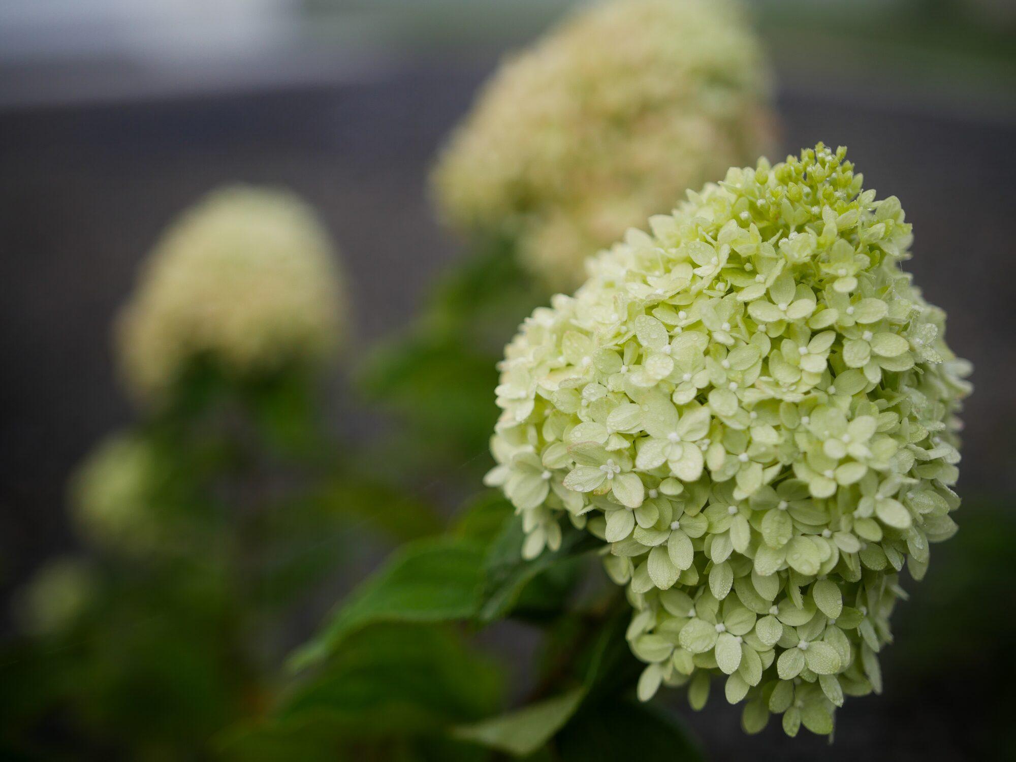 Plants and flowers